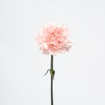 anjer rose op witte achtergrond product foto anjers