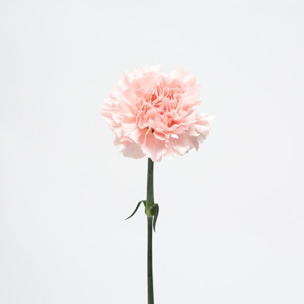 anjer rose op witte achtergrond product foto anjers