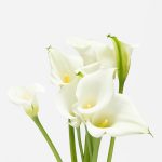 calla witte lelie op witte achtergrond categorie foto calla lelies