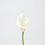 calla lelie wit op witte achtergrond product foto