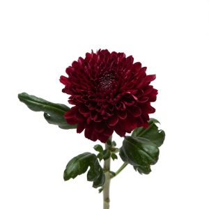 Chrysant op witte achtergrond product foto chrysanten