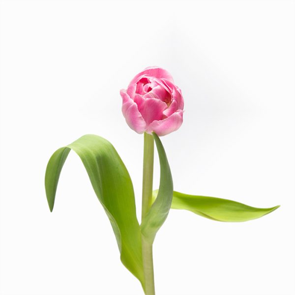 dubbele tulpen op witte achtergrond product foto dubbele tulpen