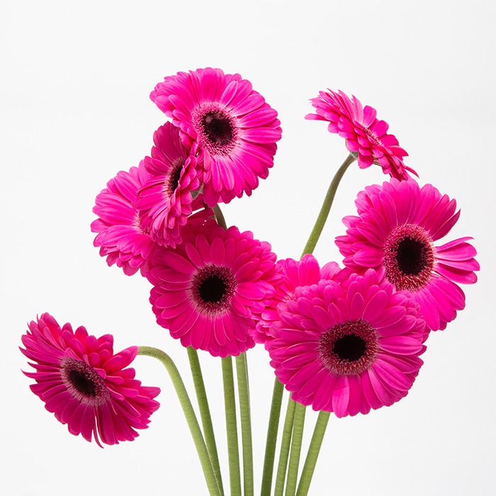 pink gerbera op witte achtergrond categorie foto gerbera