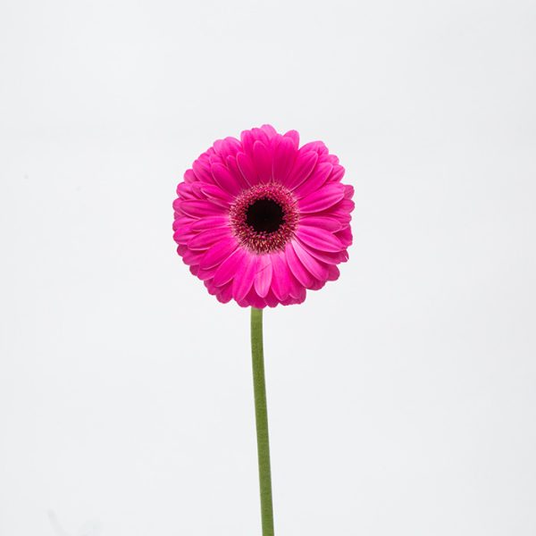 pink gerbera op witte achtergrond product foto gerbera