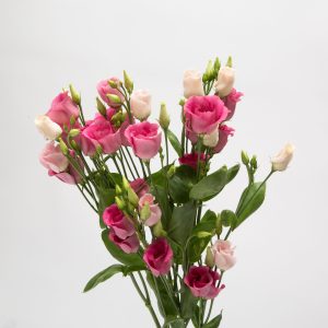 Lisianthus op witte achtergrond categorie foto Lisianthus