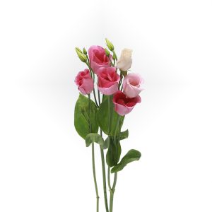 Lisianthus op witte achtergrond product foto Lisianthus