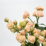 Spray roses in boeket op witte achtergrond gallerij foto tros rozen