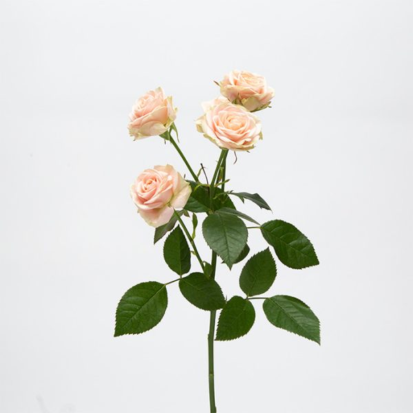 Spray roses op witte achtergrond categorie foto tros rozen