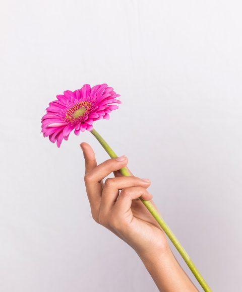 gerbera-pink-banner-homepage